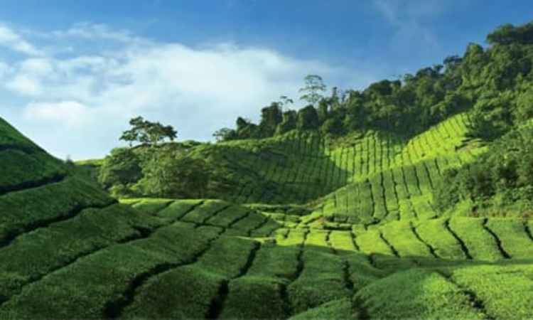 Wadia group puts 691-acre Dunsandle Tea Estate in Nilgiris on the block Wadia group puts 691-acre Dunsandle Tea Estate in Nilgiris on the block
