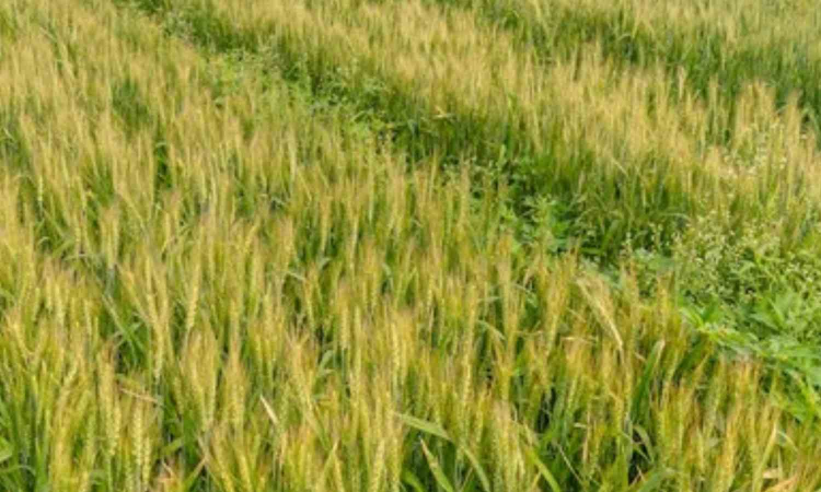 UP: Man strangles sister over money dispute; breaks limbs, dumps body in field UP: Man strangles sister over money dispute; breaks limbs, dumps body in field