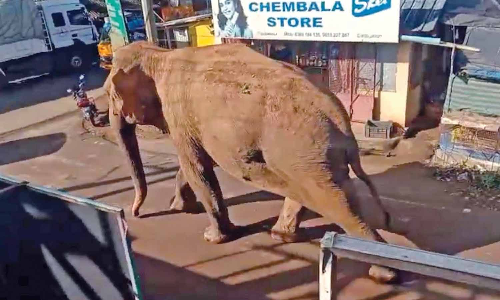 Panic grips as a wild jumbo strays into residential locality in Gudalur