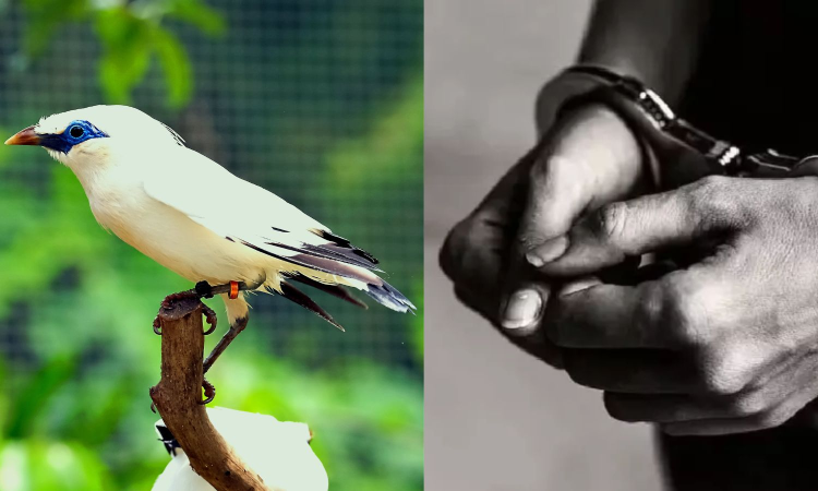 3 held for smuggling 10 rare Bali Myna birds 3 held for smuggling 10 rare Bali Myna birds