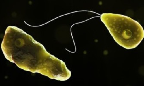 Lakshadweep woman diagnosed with amoebic meningoencephalitis in Keralas Kochi