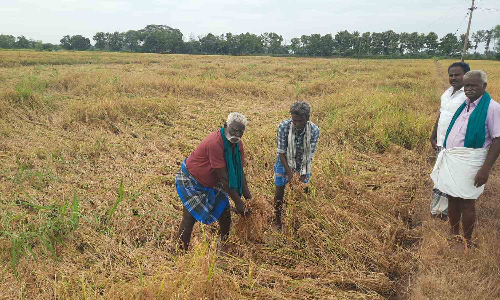 Tamil Nadu: Upset delta farmers seek compensation due to poor kuruvai procurement