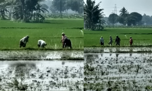 Delta farmers seek better procurement policies for samba season