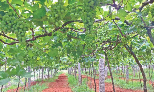 Tamil Nadu: Crop damage, low price worries grape growers Tamil Nadu: Crop damage, low price worries grape growers
