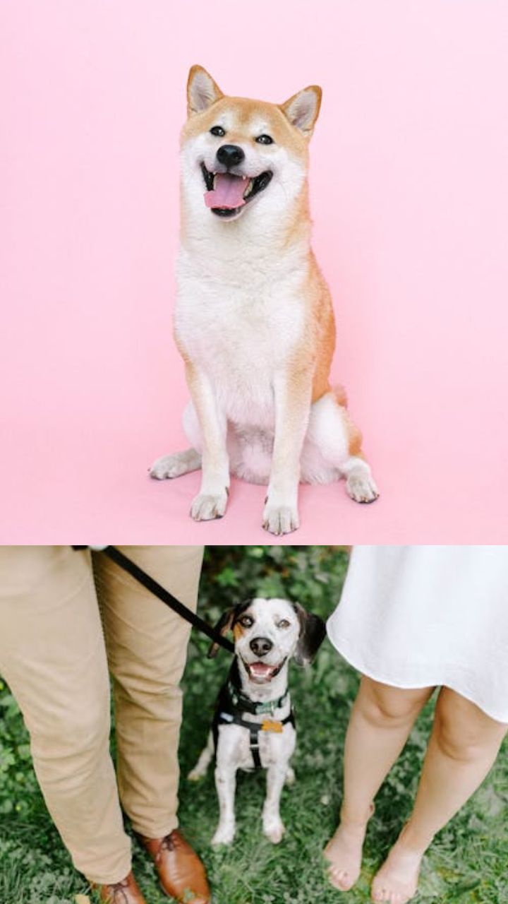 6 ways to give your dog a richer life, from ‘sniffaris’ to sensory gardens 6 ways to give your dog a richer life, from ‘sniffaris’ to sensory gardens