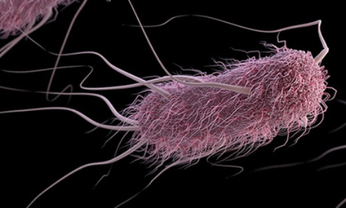 Antimicrobial peptides can curb Salmonella, E. coli and help combat AMR: Study Antimicrobial peptides can curb Salmonella, E. coli and help combat AMR: Study