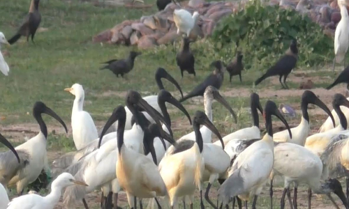 Rare, near-threatened Black-headed Ibis grace salt pans in Thoothukudi
