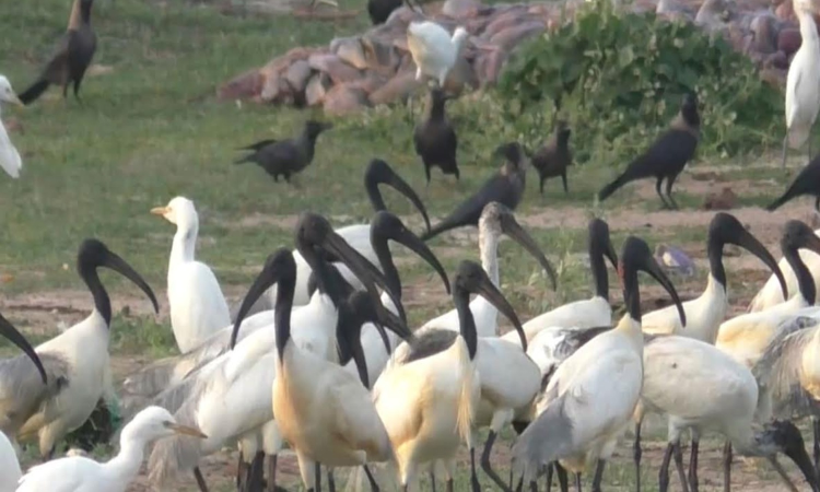 Rare, near-threatened Black-headed Ibis grace salt pans in Thoothukudi Rare, near-threatened Black-headed Ibis grace salt pans in Thoothukudi