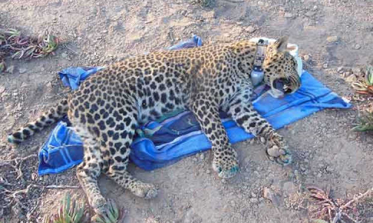 Leopard found dead near toll plaza in Villupuram Leopard found dead near toll plaza in Villupuram
