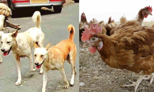 Stray dogs kill 50 country chickens including roosters from poultry coop, owner stages protest in Kumbakonam
