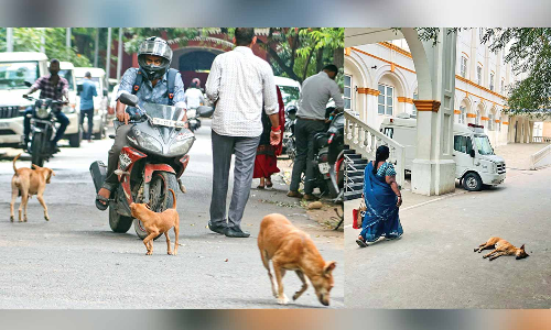 Chennai: When the pack rules public spaces, denizens live in fear