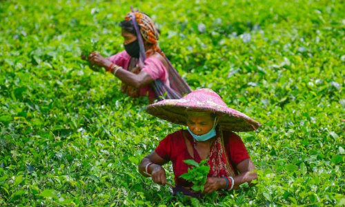 Tea Board for effective adoption of food safety standards by industry Tea Board for effective adoption of food safety standards by industry