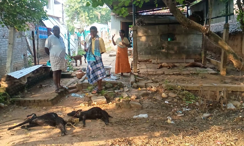 After chickens, stray dogs kill goats in Thanjavur