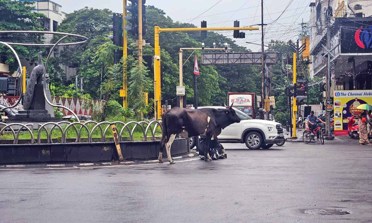 Chennai Citizen Connect: Hefty fines on owners can stop cattle menace, say Anna Nagar commuters