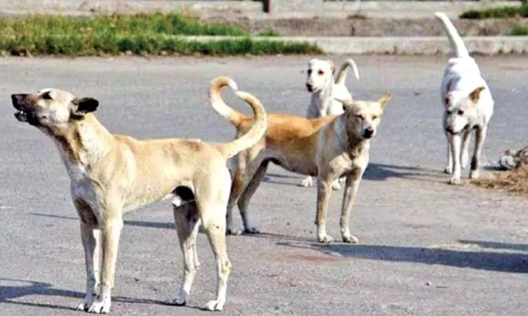 SC orders states, NHAI to remove stray animals from Highways