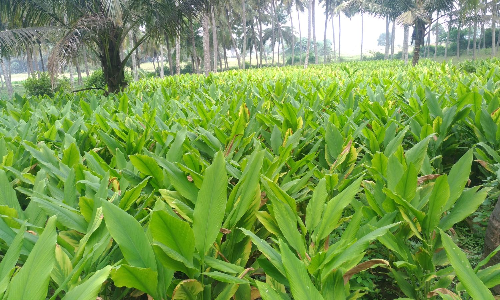 Erodes turmeric growers to adopt e-auctioning for better prices