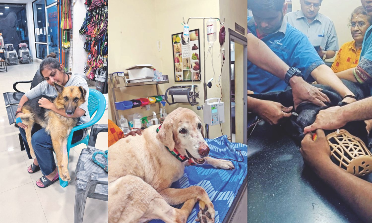 Chennai NGO promotes canine blood donation to save dogs in need