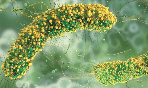 How scientists are hacking bacteria to treat cancer, self-destruct, then vanish without a trace How scientists are hacking bacteria to treat cancer, self-destruct, then vanish without a trace