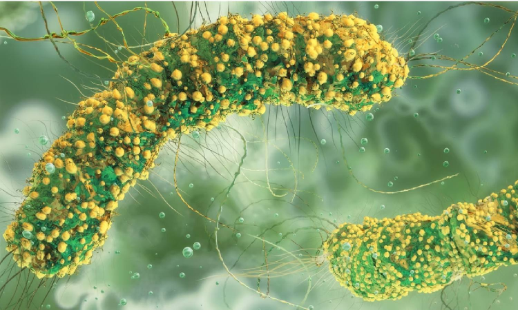 How scientists are hacking bacteria to treat cancer, self-destruct, then vanish without a trace How scientists are hacking bacteria to treat cancer, self-destruct, then vanish without a trace