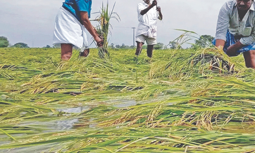 Release new status of moisture content soon: Delta farmers