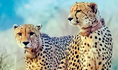 Prez Murmu arrives in Botswana for 3-day state visit; India to get 8 cheetahs