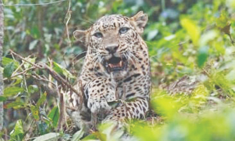 Editorial: When leopards come calling