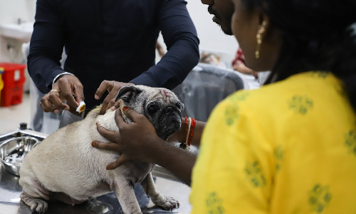 Over 3k pet dogs licensed on November 23