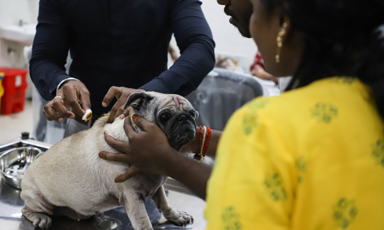 Over 3k pet dogs licensed on November 23
