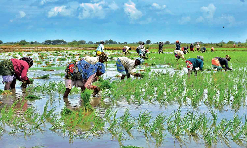 Tamil Nadu: Take steps to ensure daily allotment of water, urge Delta farmers