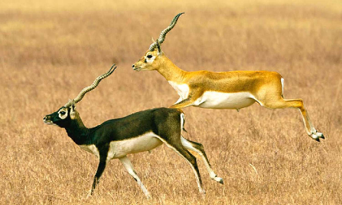 Two more blackbucks die at Belagavi zoo, 30 of 38 die in four days