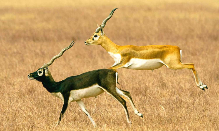 Two more blackbucks die at Belagavi zoo, 30 of 38 die in four days