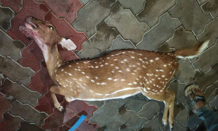 Tamil Nadu: Spotted deer shot dead along Palar riverbed; 1 arrested
