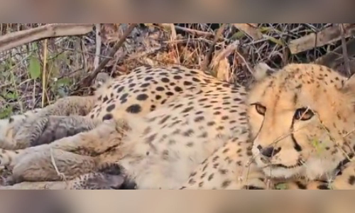 WATCH| India-born Mukhi gives birth to 5 cubs in Kuno; MP CM calls it unprecedented breakthrough WATCH| India-born Mukhi gives birth to 5 cubs in Kuno; MP CM calls it unprecedented breakthrough