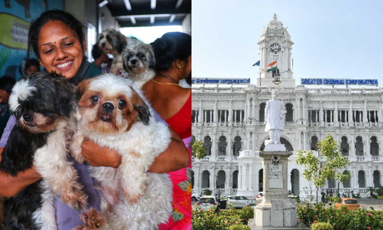 GCC extends deadline for pet microchipping by two weeks