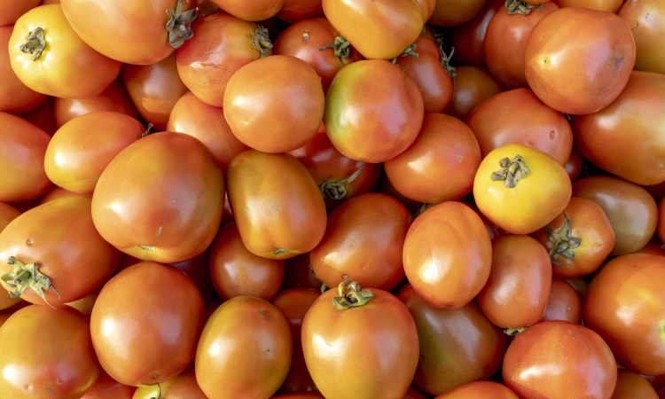 Costly for consumers, fair for farmers: Tomatoes out of reach at Rs 80/kg