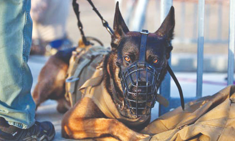 Chennai Corporation clarifies muzzles not mandatory for pets in public, leashes still required