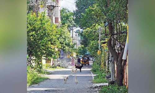 Chennai Citizen Connect: Tirumullaivoyal residents struggle as stray dog menace grows