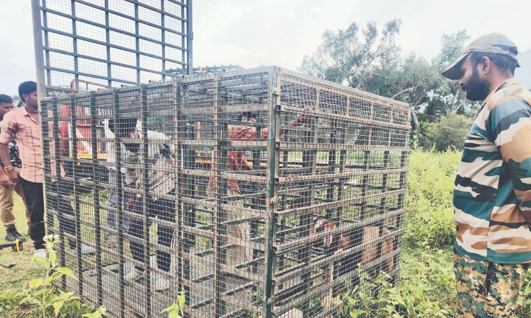 Cages placed to capture Masinagudi man-eater