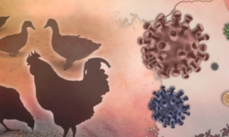 Bird flu viruses can resist fever, increase threat to humans: Study