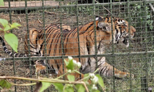 Cattle-killer tiger trapped, released in Mudumalai