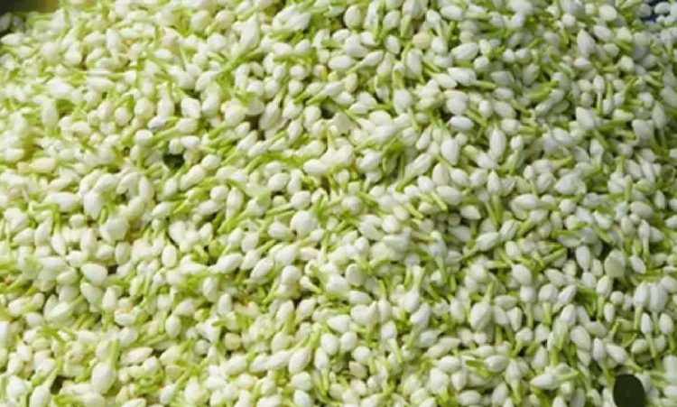 Jasmine price doubles overnight in Erodes Sathyamangalam market