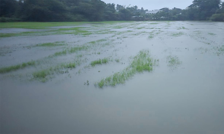 Hit by rain, TN farmers seek quick crop loss compensation