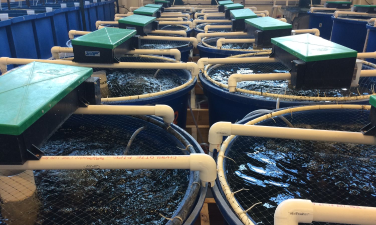 Inland aquaculture production in India soars to 167%, reveals study