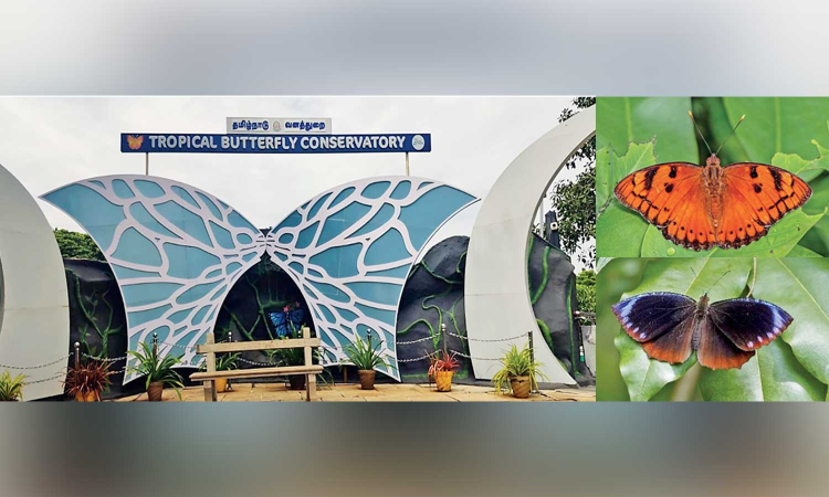Tiruchy butterfly park steps into 11th year with two new species