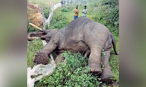 Wild tusker dies of electrocution in Erode Wild tusker dies of electrocution in Erode