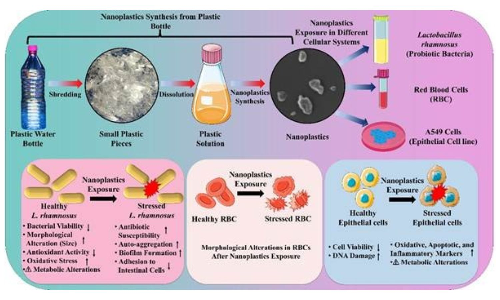 Indian study finds 1st evidence on how nanoplastics from single-use PET bottles harm body