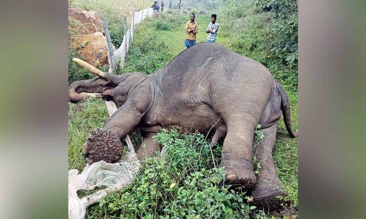 Wild tusker dies of electrocution in Erode