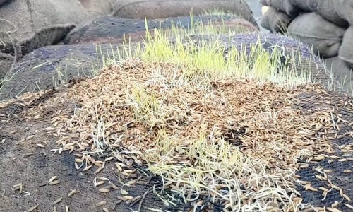 Five thousand paddy bags damaged in rain at government procurement centres near Madurantakam Five thousand paddy bags damaged in rain at government procurement centres near Madurantakam