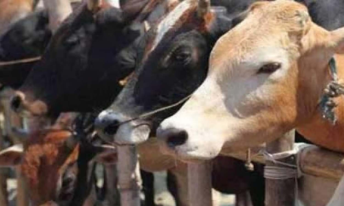 VHP warns of statewide stir in Karnataka against move to ease cattle transport law VHP warns of statewide stir in Karnataka against move to ease cattle transport law