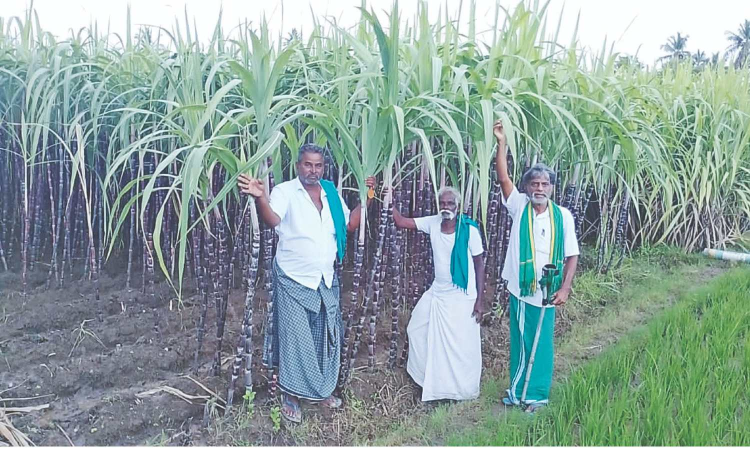 TN farmers seek direct procurement of cane for PDS